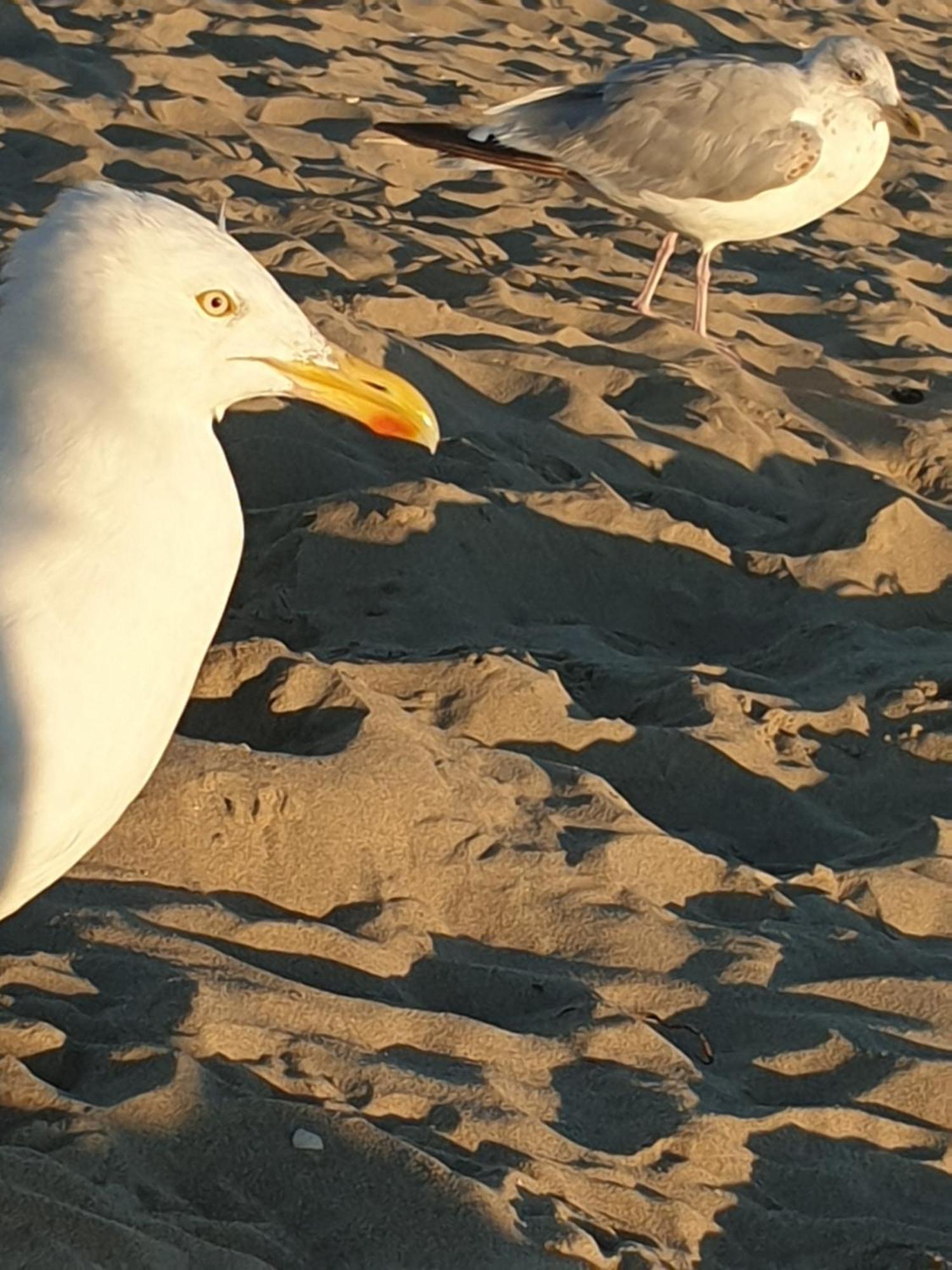 Rembrandts Beach View Zandvoort Zewnętrze zdjęcie